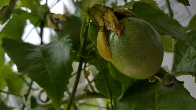 f:id:piyosuke3354:20161010122831j:image f:id:piyosuke3354:20161010122831j:image