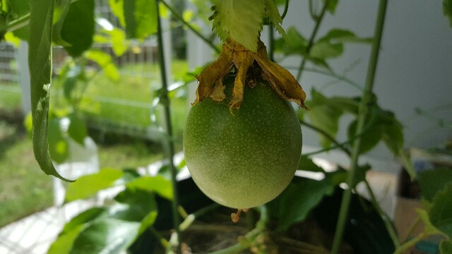 f:id:piyosuke3354:20161011231156j:image f:id:piyosuke3354:20161011231156j:image