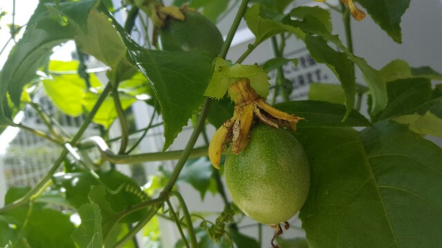 f:id:piyosuke3354:20161011231218j:image f:id:piyosuke3354:20161011231218j:image