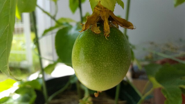 f:id:piyosuke3354:20161012105345j:image f:id:piyosuke3354:20161012105345j:image