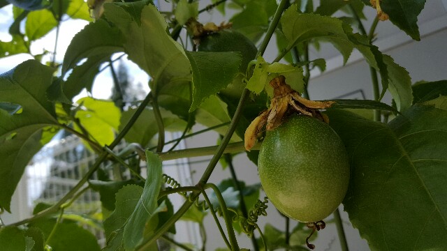 f:id:piyosuke3354:20161012105411j:image f:id:piyosuke3354:20161012105411j:image