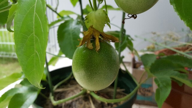 f:id:piyosuke3354:20161013212950j:image f:id:piyosuke3354:20161013212950j:image