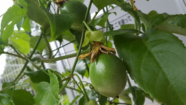 f:id:piyosuke3354:20161013213012j:image f:id:piyosuke3354:20161013213012j:image