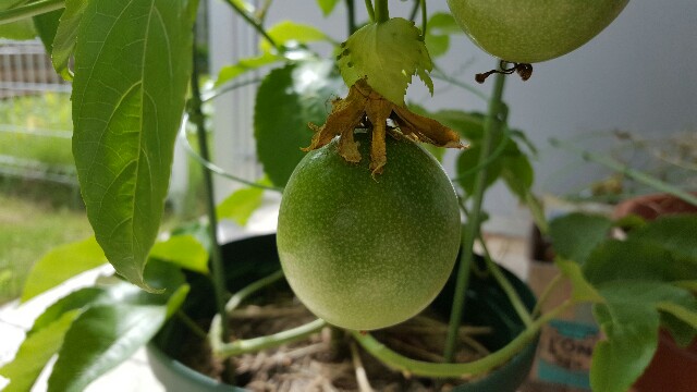 f:id:piyosuke3354:20161014182904j:image f:id:piyosuke3354:20161014182904j:image