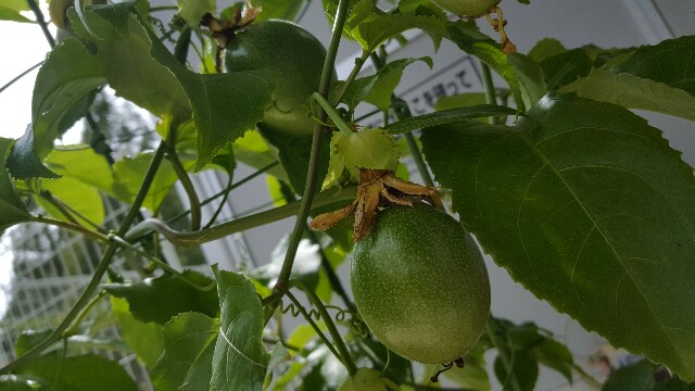 f:id:piyosuke3354:20161014182922j:image f:id:piyosuke3354:20161014182922j:image