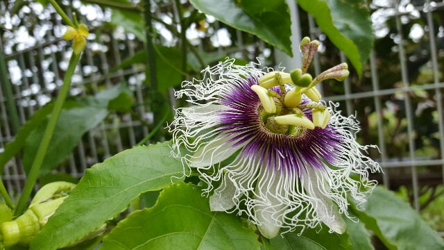 f:id:piyosuke3354:20161014184136j:image f:id:piyosuke3354:20161014184136j:image