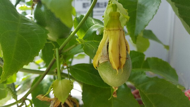 f:id:piyosuke3354:20161014184342j:image f:id:piyosuke3354:20161014184342j:image