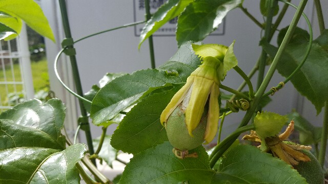 f:id:piyosuke3354:20161014184444j:image f:id:piyosuke3354:20161014184444j:image