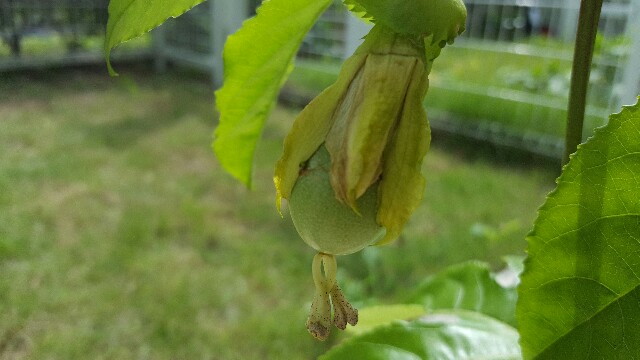 f:id:piyosuke3354:20161014184511j:image f:id:piyosuke3354:20161014184511j:image