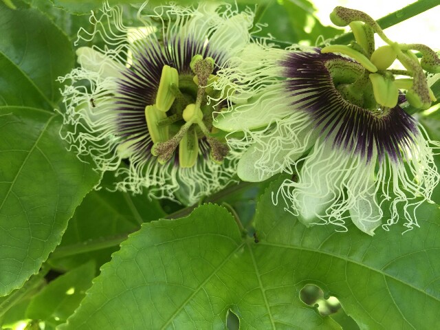 f:id:piyosuke3354:20161014201006j:image f:id:piyosuke3354:20161014201006j:image