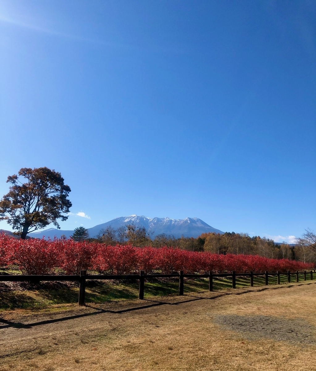 f:id:pizzeria-castagna:20191112130131j:plain