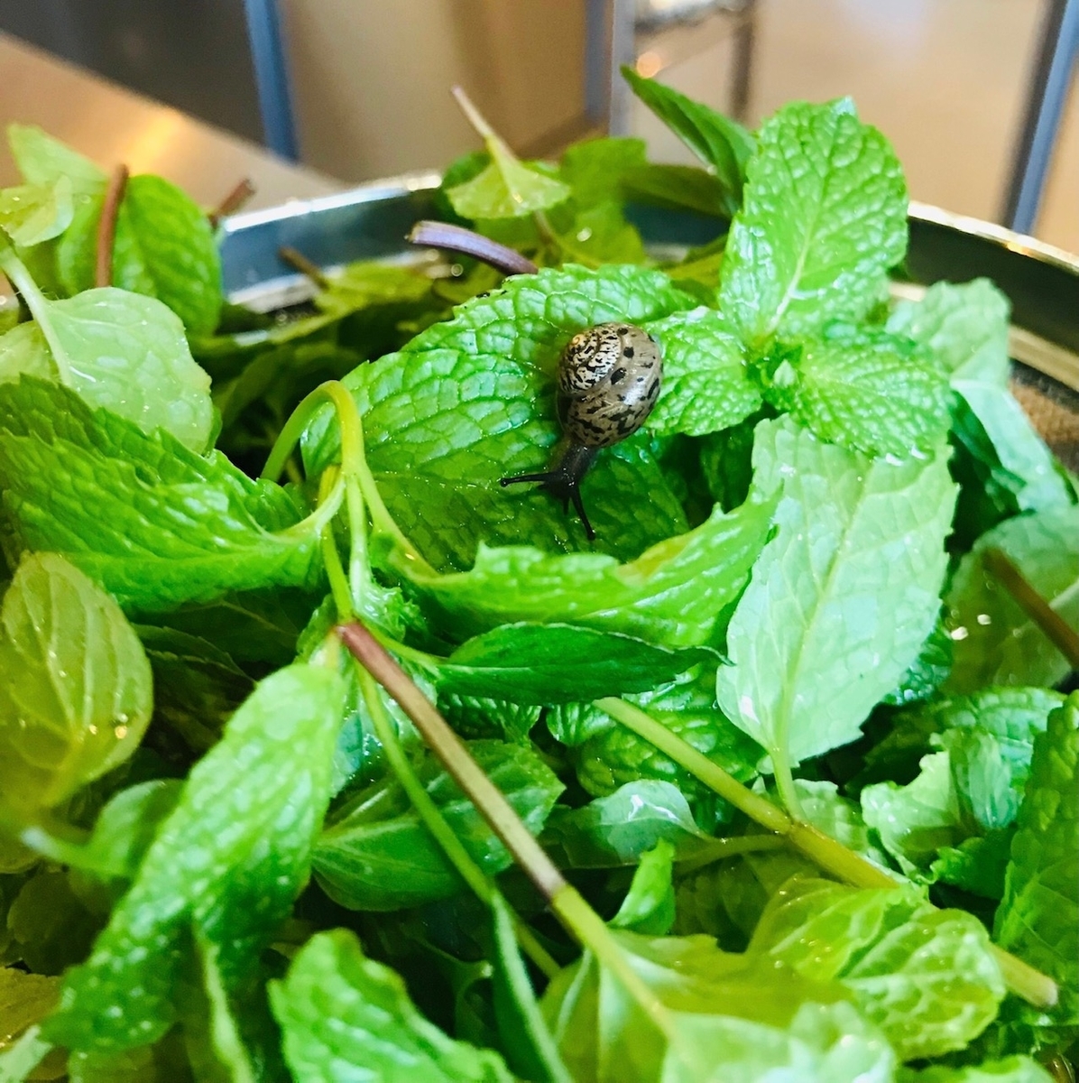 f:id:pizzeria-castagna:20211202155138j:plain