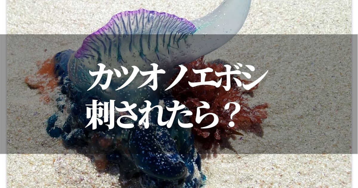 カツオノエボシに刺されたら・・・【ガチな対処法を紹介しています】