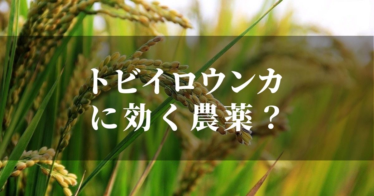 トビイロウンカに農薬は効くのか？！【防除薬剤と天敵についても調べてみた】