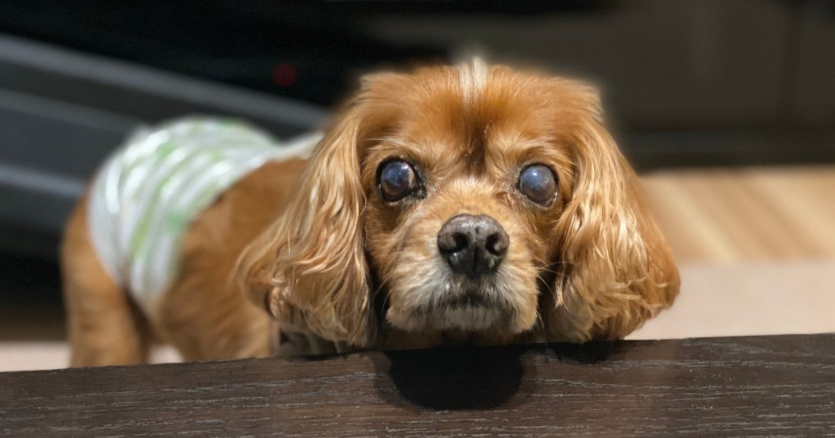 愛犬コジロウ、前立腺癌からまだまだ戦います【ブログ200記事目】