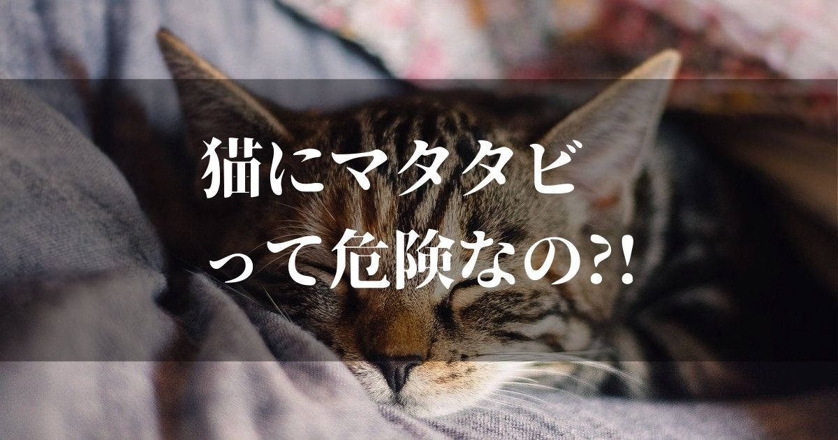 猫にマタタビっていうけど実は危険性がある？！【後悔しないために知っておくべきこと】