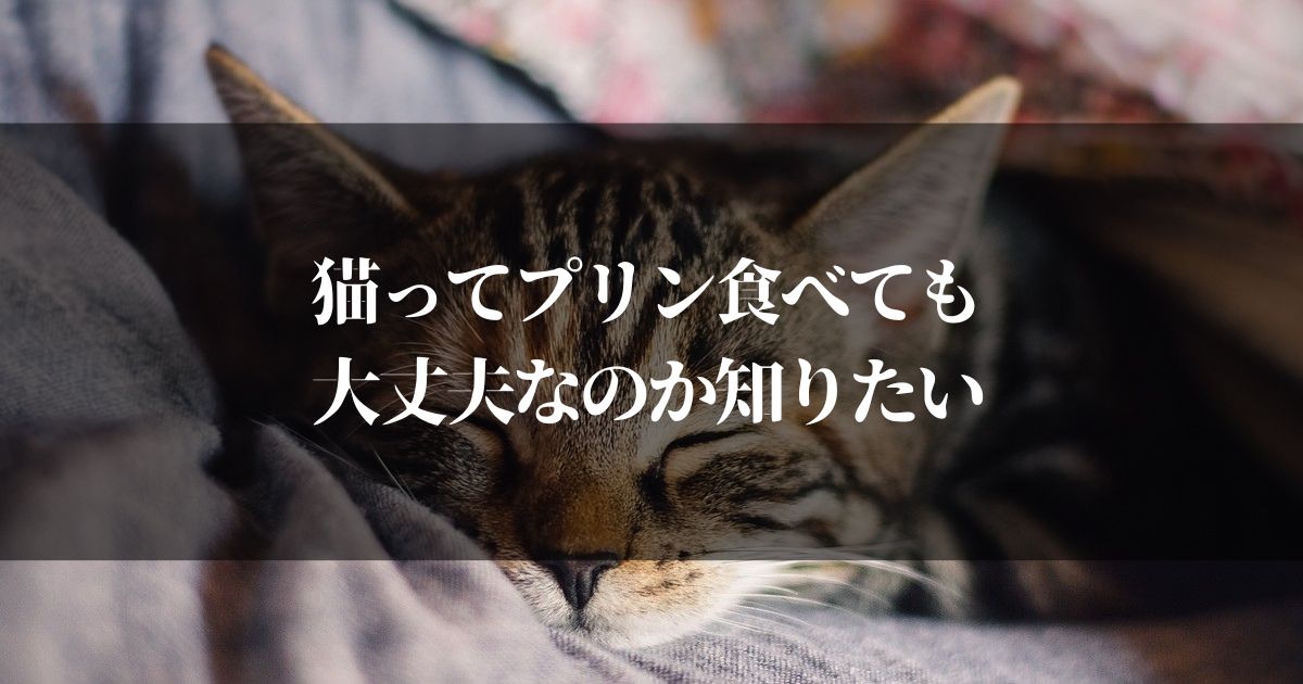 猫ってプリン食べても大丈夫なの！？知らなきゃ危険な真実とは…