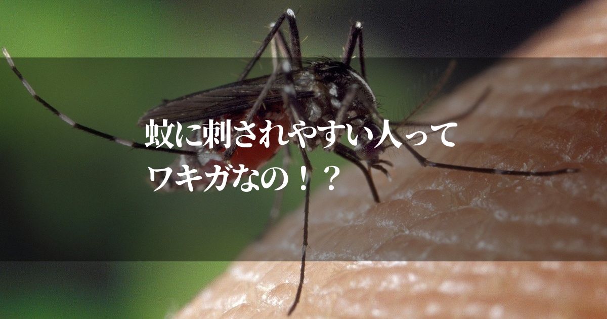 蚊に刺されやすい人ってワキガなの！？刺されやすい人の特徴とニオイ対策で快適に