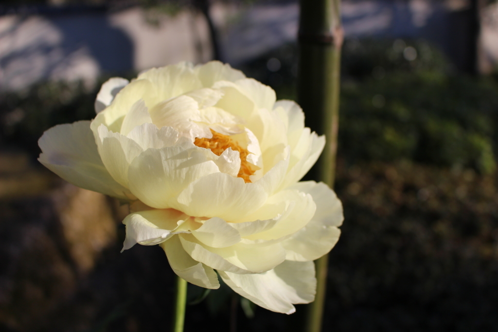 f:id:pk_azuma:20180420151011j:plain