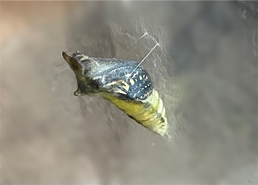 f:id:pkabocha:20230922165957j:image