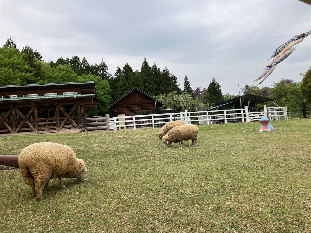 f:id:pkabocha:20250510055059j:image