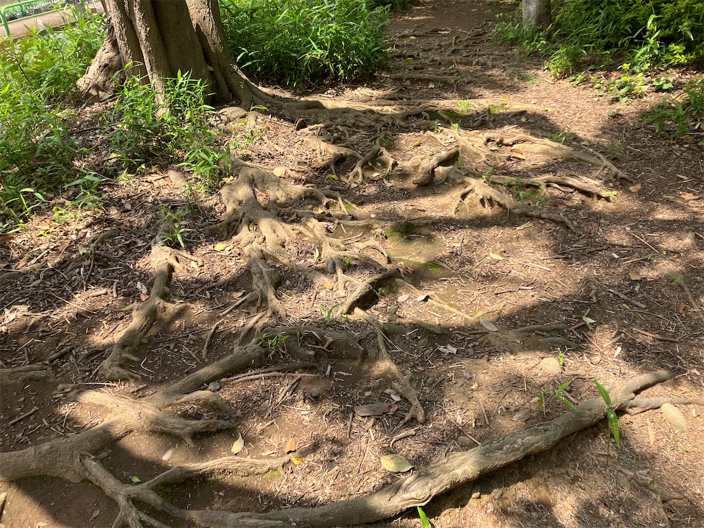 f:id:pkabocha:20250522155138j:image