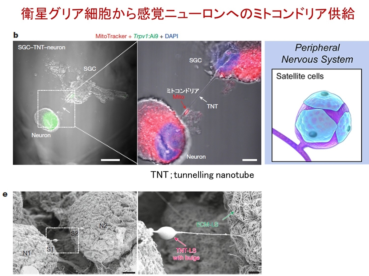 グリアからニューロンへのミトコンドリア移送という驚きの末梢神経保護