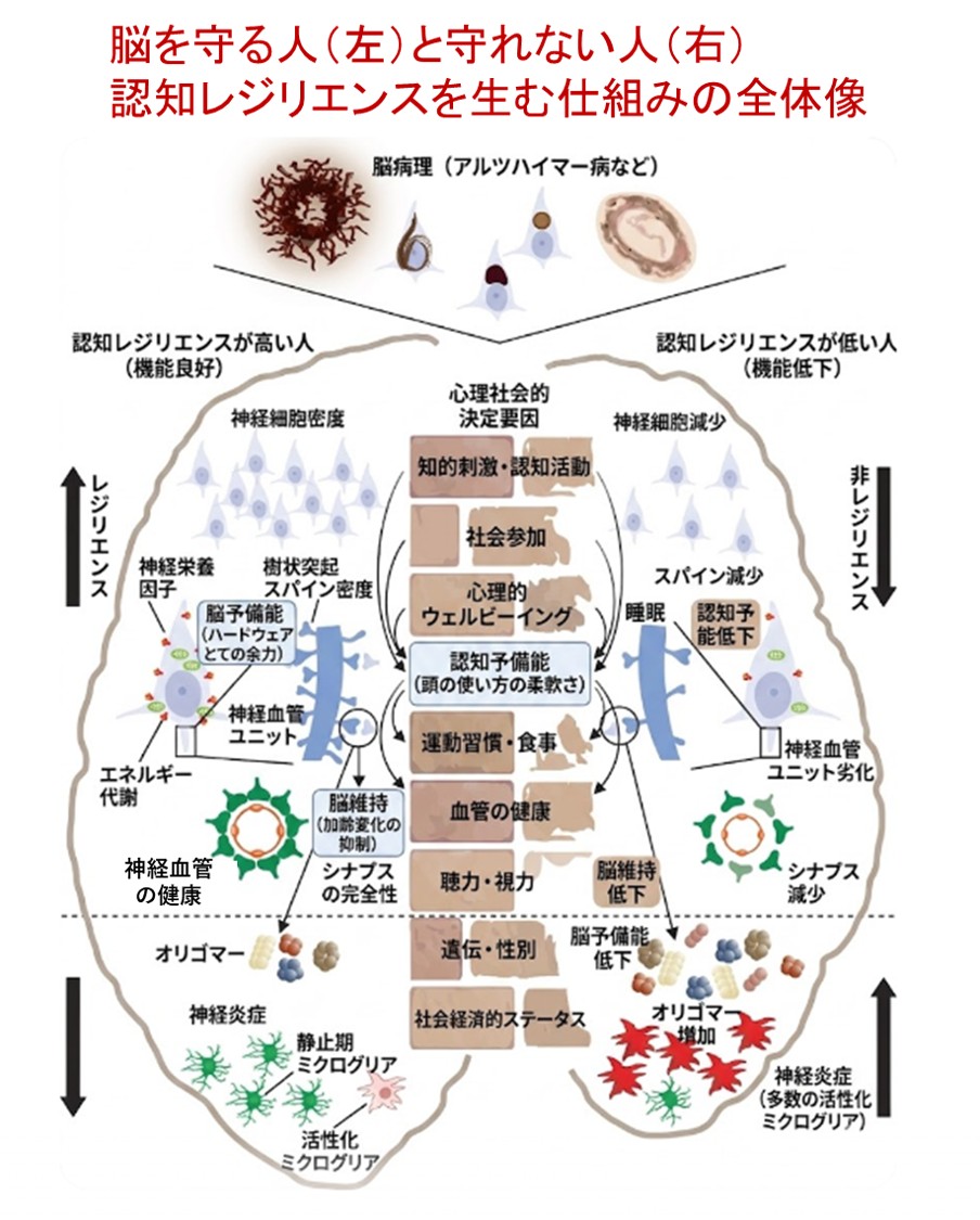 なぜ「認知症にならない人」がいるのか？―認知レジリエンスについて