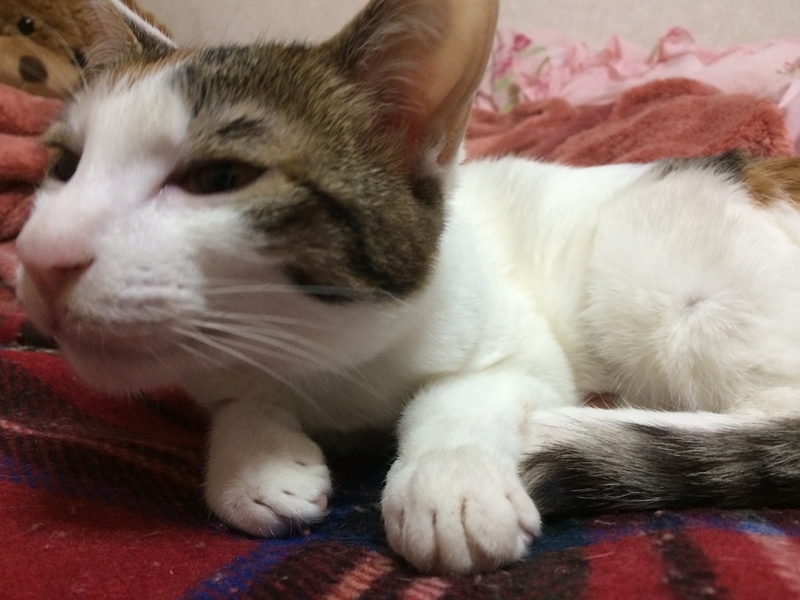 f:id:pkfakemi:20201025161604j:plain