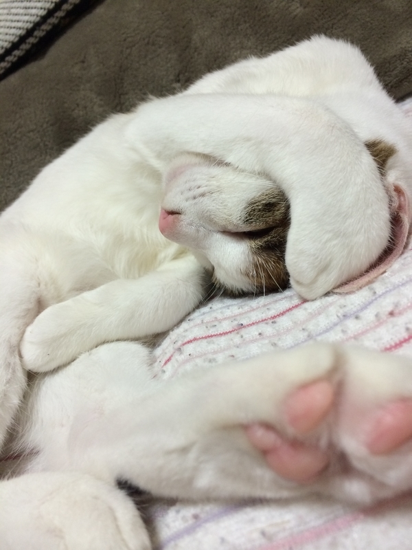 f:id:pkfakemi:20201025161648j:plain