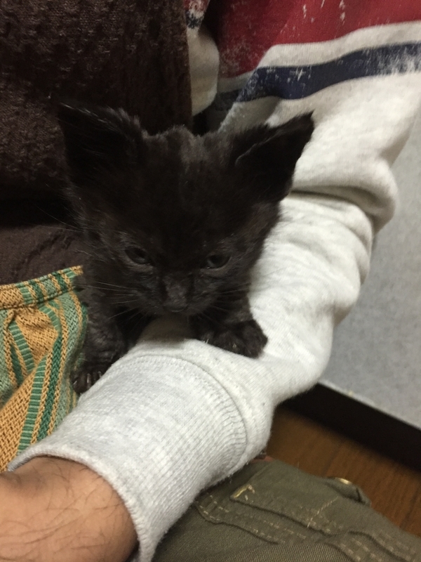 f:id:pkfakemi:20201026150925j:plain