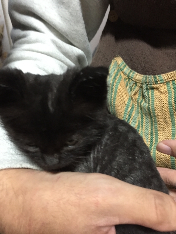 f:id:pkfakemi:20201026150937j:plain