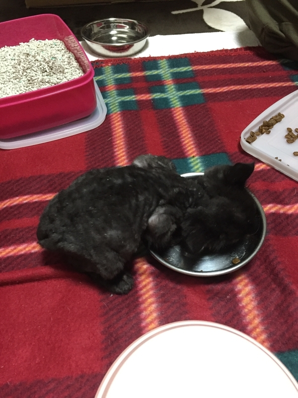 f:id:pkfakemi:20201026150948j:plain