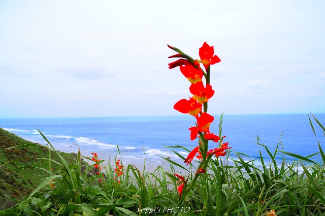 f:id:pkokushiquest:20190603182616j:image