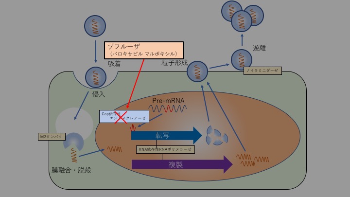 f:id:pkoudai:20180226215727j:plain