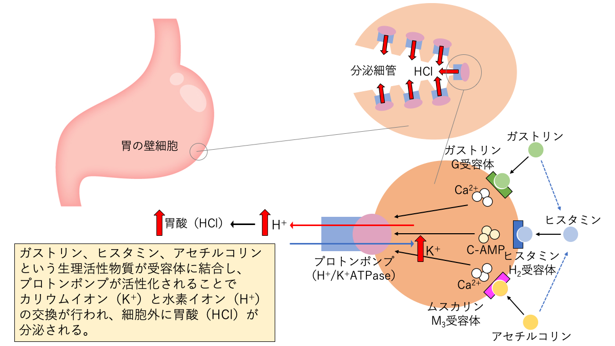 タケキャブ錠 ボノプラザン の特徴 作用機序 副作用 添付文書を読み解く P Cabとppiの違いを比較 薬剤師の脳みそ