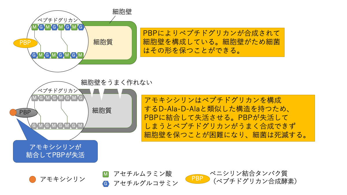 アモキシシリンの作用機序