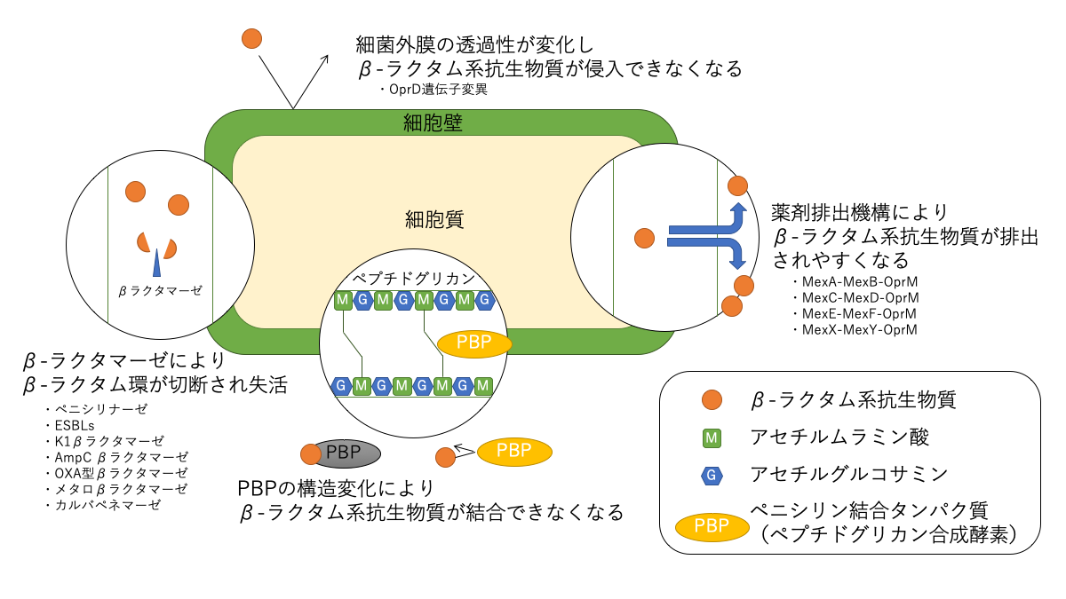 β-ラクタム系抗生物質に対する耐性機構