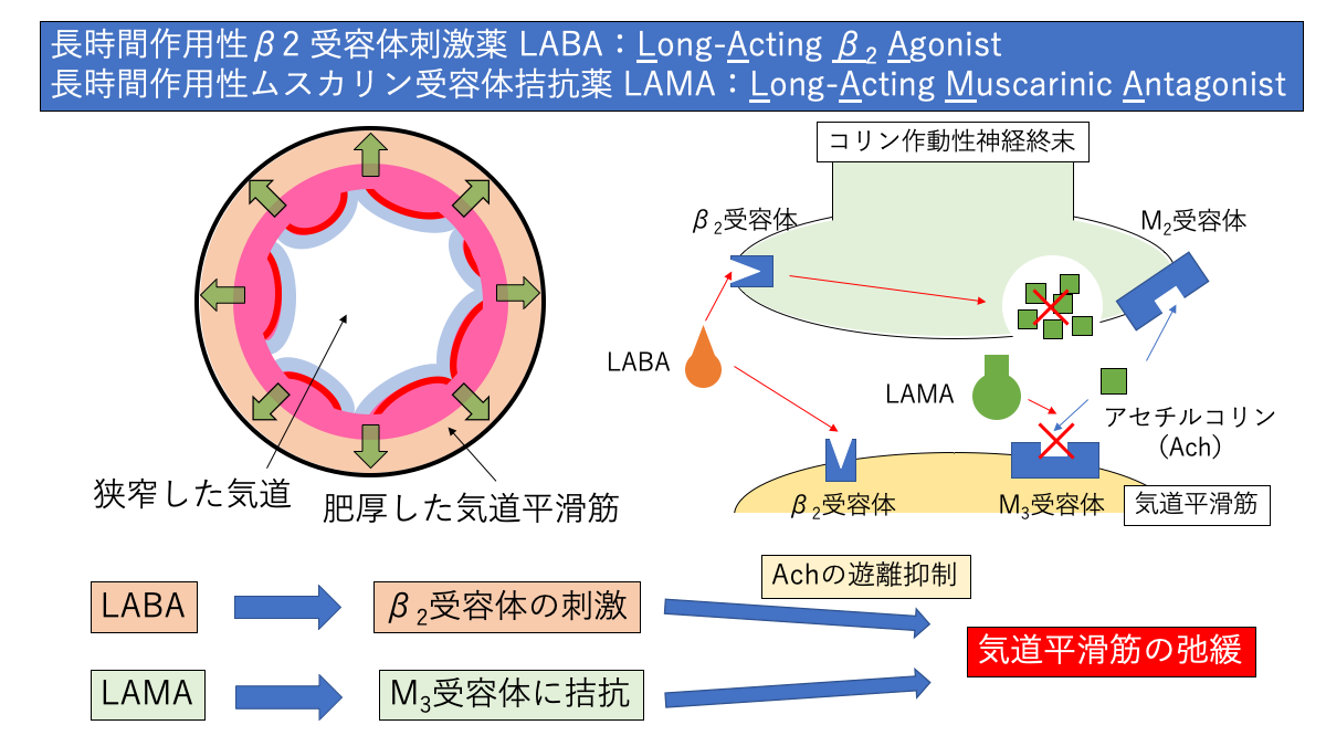 LABAとLAMAの作用機序