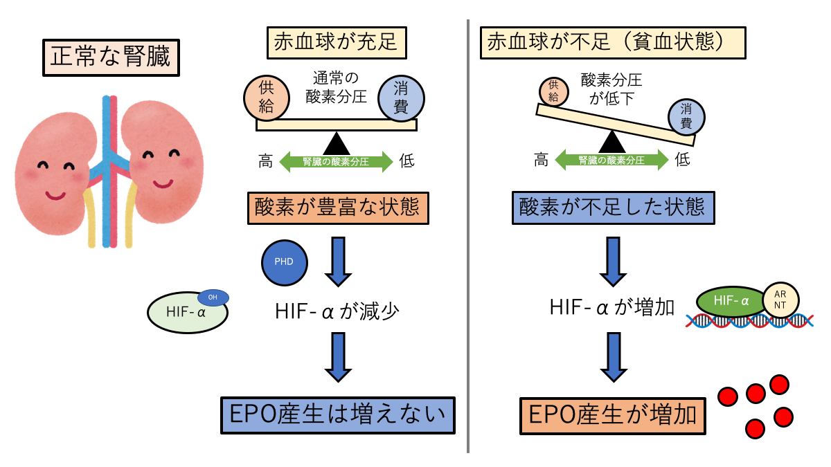 正常な腎臓でのEPO産生調節