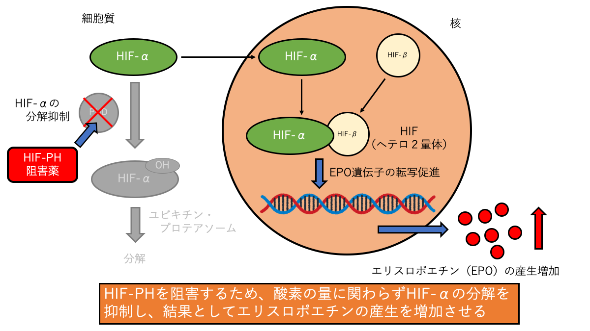 HIF-PHIの作用機序