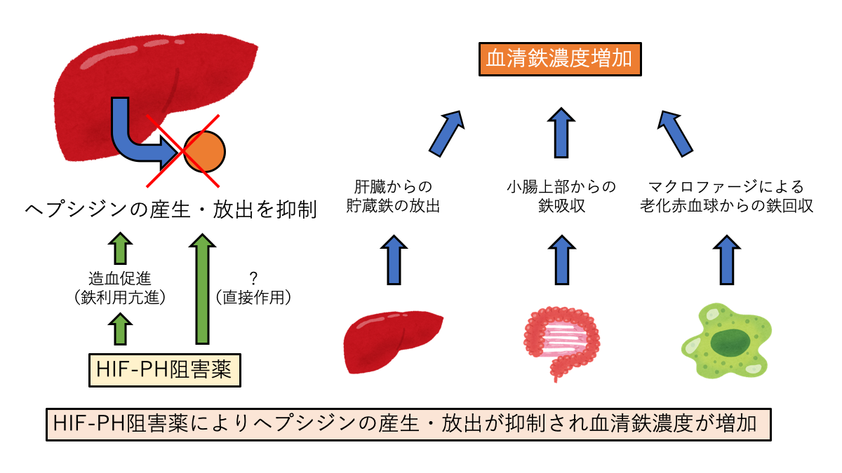 HIF-PHIによるヘプシジン産生・放出抑制