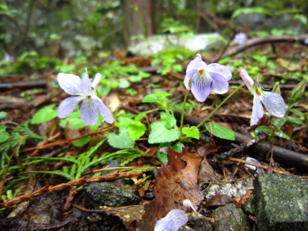 f:id:placeness:20120503102728j:image f:id:placeness:20120503102728j:image