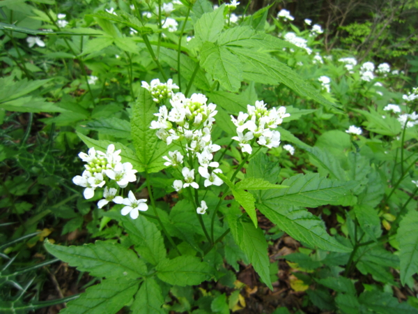 f:id:placeness:20120513120433j:image f:id:placeness:20120513120433j:image