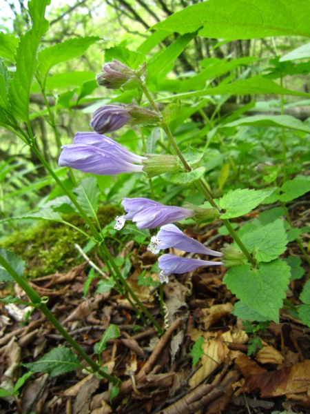 f:id:placeness:20120513120818j:image f:id:placeness:20120513120818j:image