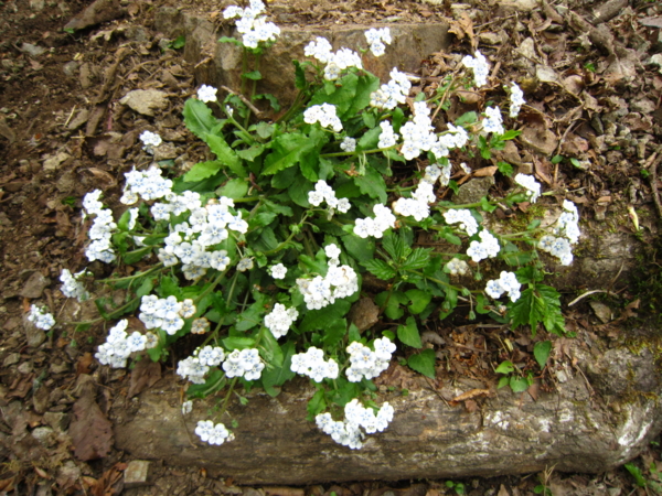 f:id:placeness:20120513121506j:image f:id:placeness:20120513121506j:image