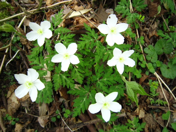 f:id:placeness:20120513121941j:image f:id:placeness:20120513121941j:image