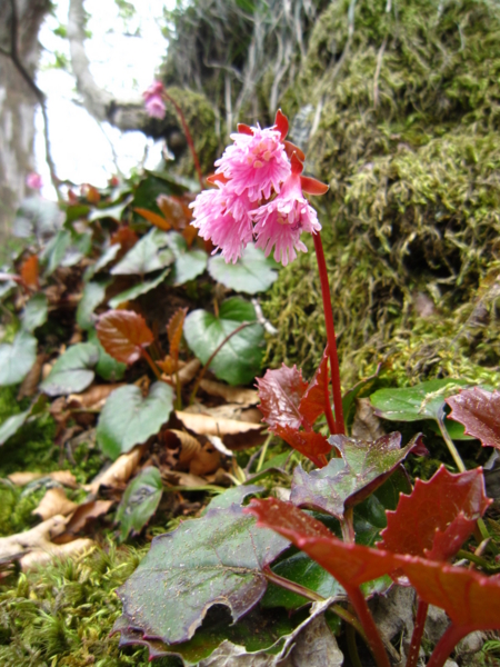 f:id:placeness:20120513123703j:image f:id:placeness:20120513123703j:image