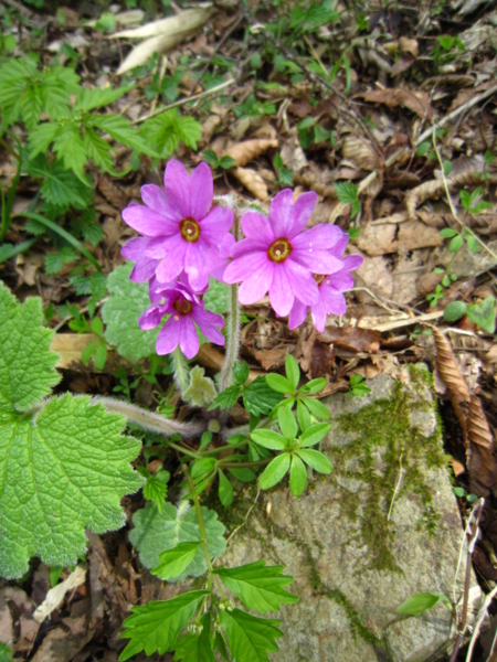 f:id:placeness:20120513142004j:image f:id:placeness:20120513142004j:image