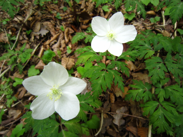 f:id:placeness:20120513142249j:image f:id:placeness:20120513142249j:image